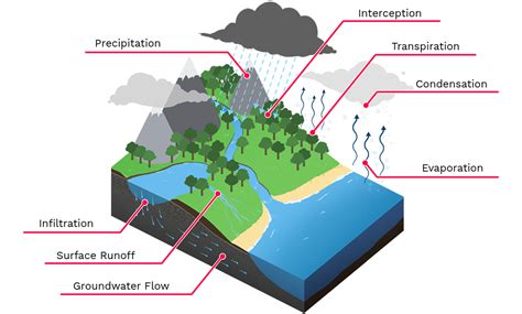 The Water Cycle Labster