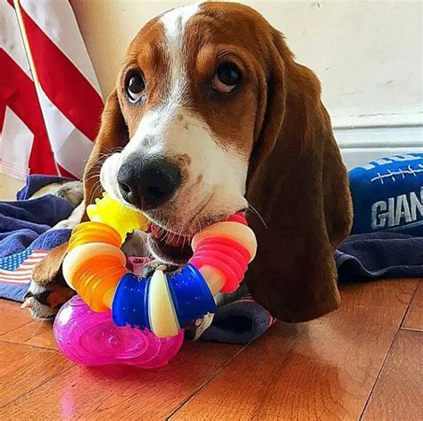 12 Signs You Are A Crazy Basset Hound Person The Paws