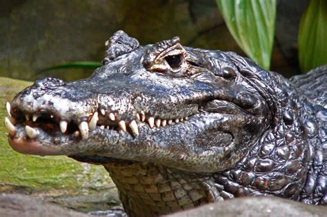 Amazon Rainforest Animals: A Jungle Jamboree - Rainforest Cruises