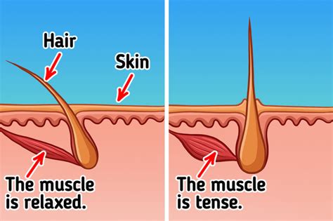 Why We Get Goosebumps On Our Skin 5 Minute Crafts