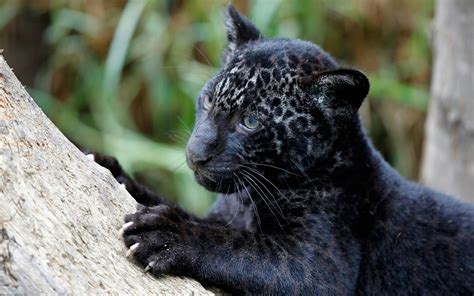 Charming Black Baby Leopard Hd Wallpapers