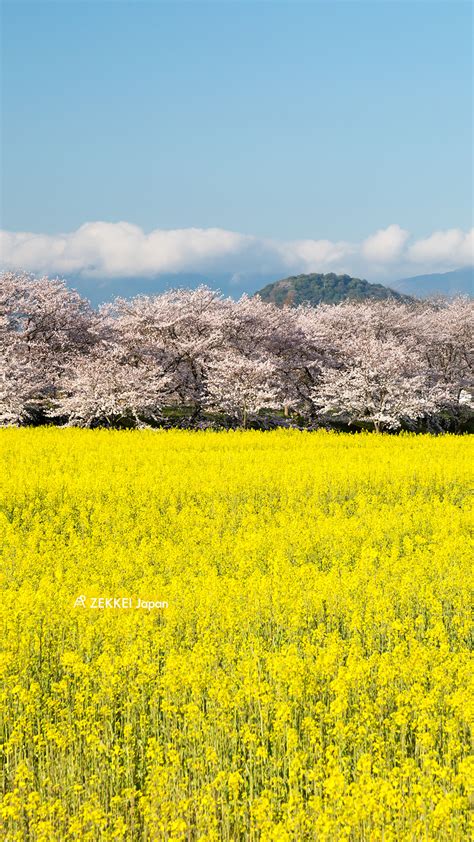 ＜春の絶景壁紙＞のどかな菜の花の絶景をあなたの待ち受けに｜zekkei Japan