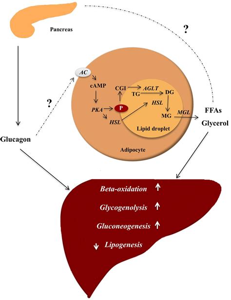 (1) broadly, to refer to any circumstance in which low blood glucose is accompanied by ketosis, and (2) in a much more restrictive way to refer to recurrent episodes of hypoglycemic symptoms with ketosis and, often, vomiting, in young children. Use Of Glucagon And Ketogenic Hypoglycemia / Recommended Dose For Mini Dose Glucagon 21 E 15 16 ...