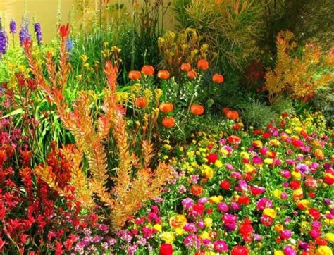 Осенние цветы в саду | Сад и огород - интернет журнал о даче