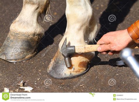 Farrier With Horse Hoofs Stock Image Image Of Callous 22698931