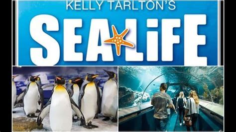 Kelly Tarltons Eotc Sea Life Kelly Tarltons Aquarium Auckland 12