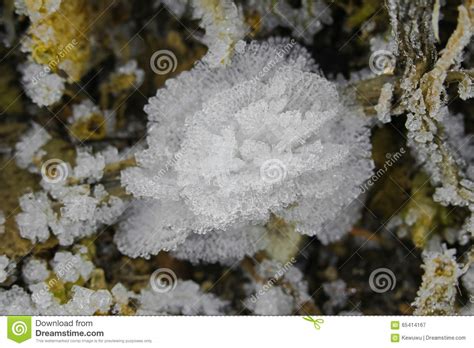 Ice Crystals Flowers Frost Flowers Ice Blossoms Forming