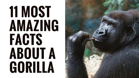 Amazing Facts About Gorillas Interesting Gorilla Facts Gorilla