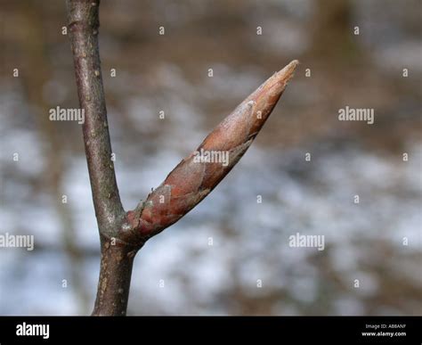 Common Beech Fagus Sylvatica Bud In Winter Stock Photo Alamy