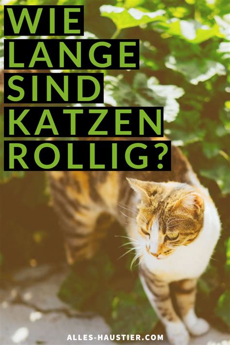 Wie sich eine rollige katze erkennen lässt und mit welchen tipps und tricks sich diese phase besser überstehen lässt, können sie im folgenden nachlesen. Wie lange sind Katzen rollig? in 2020 | Katzen, Katzen ...