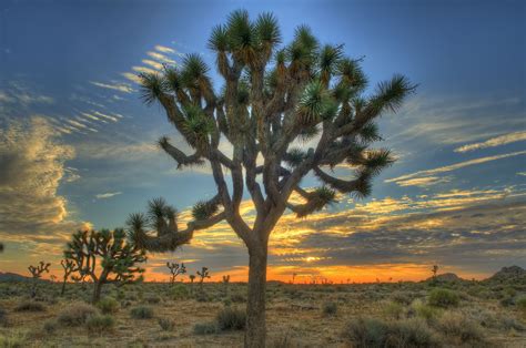 What Are The Best Day Hikes In Joshua Tree National Park Joshua Tree