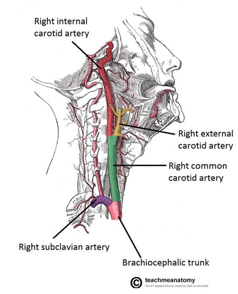 Major Arteries Of The Head And Neck Carotid Teachmeanatomy