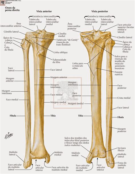 Anatomia Tibia E Fibula