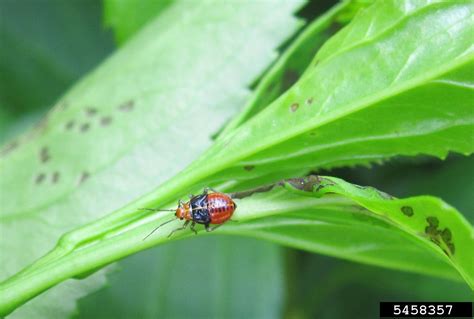 Fourlined Plant Bug Poecilocapsus Lineatus