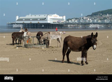 Weston Super Mare The Main Beach Donkeys Feeding Stock Photo Alamy