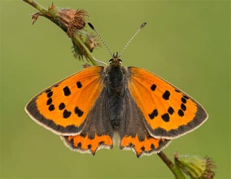 Copper is a transition metal. Small Copper