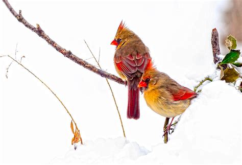 Cardinals On Snowy Holly Branch Photograph By Randall Branham Fine