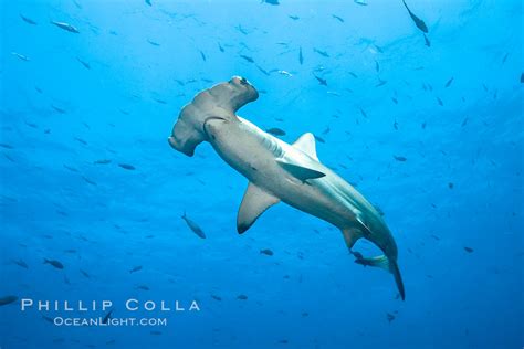 Scalloped Hammerhead Shark Sphyrna Lewini Photo Wolf Island