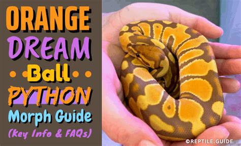 Orange Dream Ball Python Morph Guide Key Info And Faqs