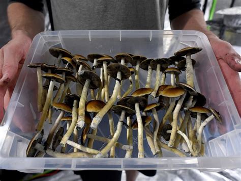Adults Can Now Use Magic Mushrooms With Supervision In Oregon Smart