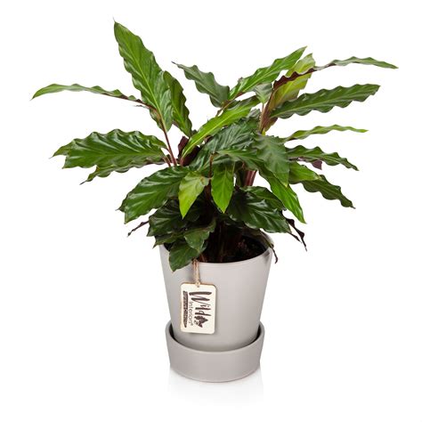 Wild Interiors Live Plants Live Calathea Wavestar Plant Easy Care