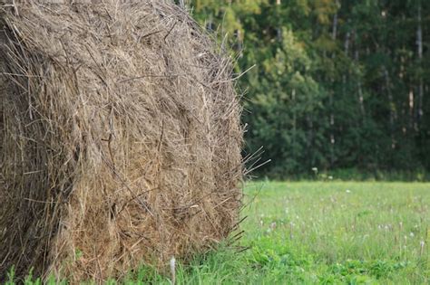 Premium Photo Round Bales Of Hay Freshly Harvested In A Field