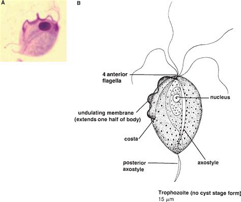 Chapter 6 Protozoa Intestinal Flagellates And Ciliates Flashcards