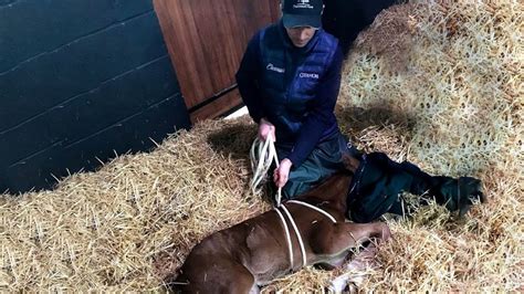 The Extraordinary Trick For Treating Dummy Foals That Might Blow Your