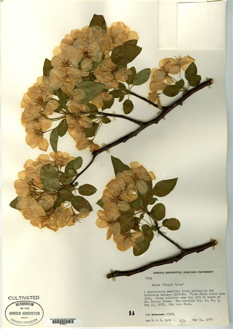 ‘donald Wyman Flowering Crabapple Arnold Arboretum Arnold Arboretum