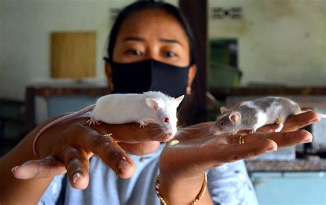 Foto Budidaya Tikus Putih Nasional