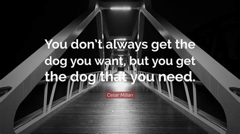 Cesar Millan Quote “you Dont Always Get The Dog You Want But You Get