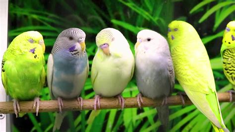 Budgies are quite happy to be held, while a lot of owners will train them and teach them to speak. Listen Budgie sounds or Just Watch Beautiful Budgies in ...