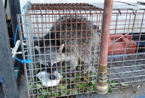 Prevention as a first line of defense against pests. How to Prevent Raccoon Infestation in Your Bryan/College ...