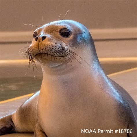 Adopt A Seal® Lele Aka Exclusive Digital Download The Marine Mammal Center T Store