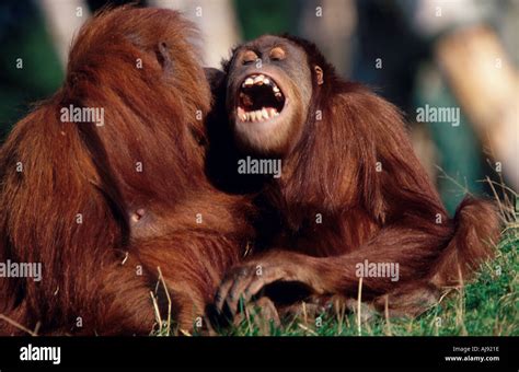 Orangutans Playing Laughing Stock Photo Alamy
