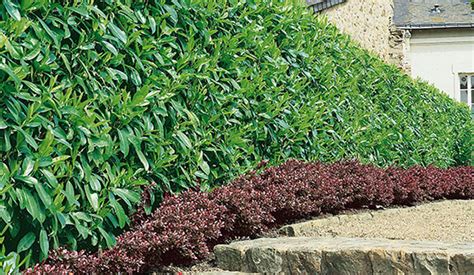 7 Fast Growing Hedges And Shrubs For Privacy Instanthedge