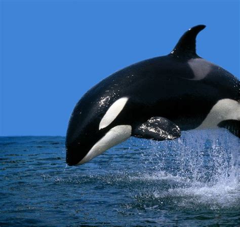 Beautiful Orca Breaching Killer Whale Facts And Information