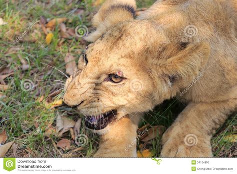 Baby Lion Stock Photo Image 34104800