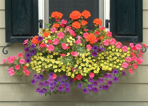 Study your home's exterior to see which windows need dressing up and what full sun accommodates blooming annuals, while shade best suits foliage plants, like coleus and caladium. Kinsman Garden Company | Window box flowers, Window ...