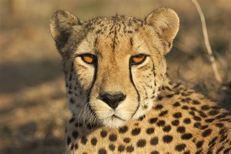 Digital Safari Why Do Cheetahs Have Tear Tracks Cgtn
