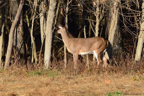 Natural World Through My Camera The Whitetail Deer Mating Ritual