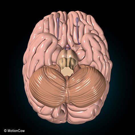 Human Brain Ultimate Motioncow