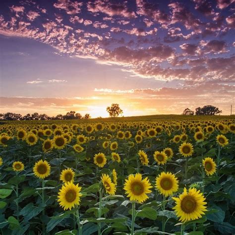 The Sunflower State Kansas Usa Via Blamilton Luxepicture Kansas