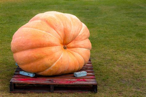 Huge Pumpkin On A Pallet Free Stock Photo Public Domain Pictures