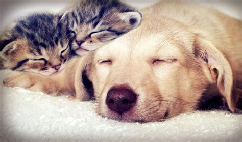 Create an account for free and chat to your selected cat carers. Hire A Pet Sitter: Pet Sitter | Cat Sitter | Dog Sitter ...