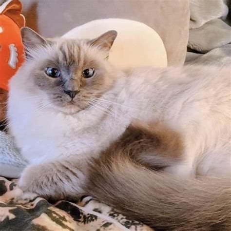 Georgie 💓🐾 Female Ragdoll Cat In Nsw Petrescue