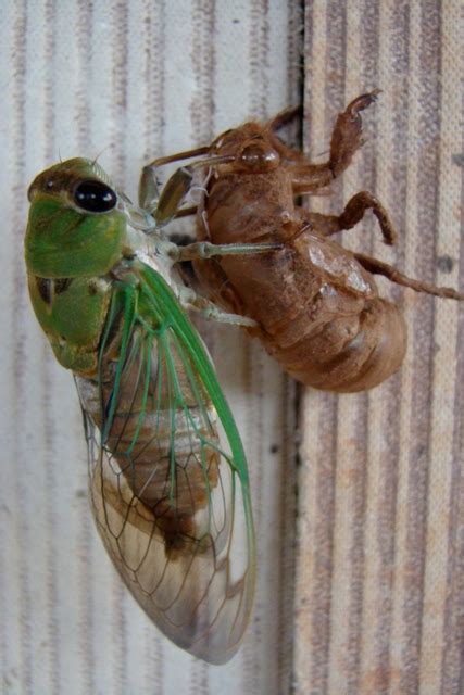 Locusts Beyondbones