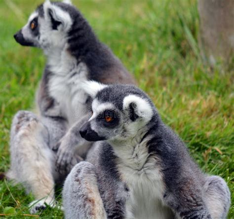 The Ring Tailed Lemur Lemur Catta Stock Photo Image Of Beautiful