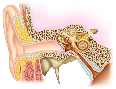 What Is The Function Of The Auditory Ossicles Sign Station