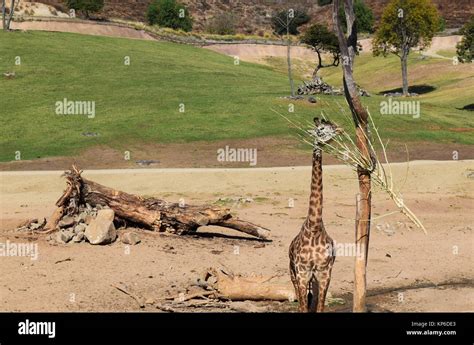 Giraffe Eating From Tree At San Diego Zoo Safari Park In California